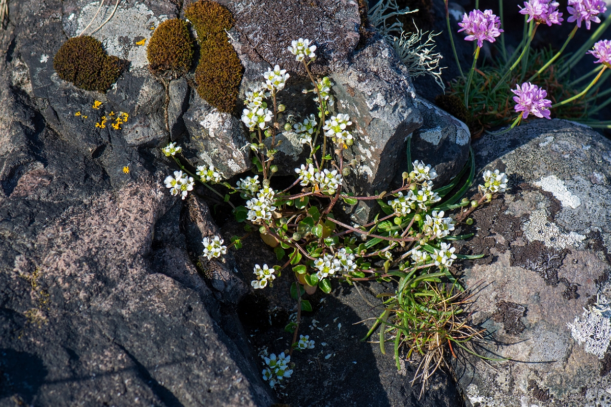 David Plant Photography - Wildlife Photography - Common scurvy-grass - I.JPG - Common scurvy-grass - Argyll
