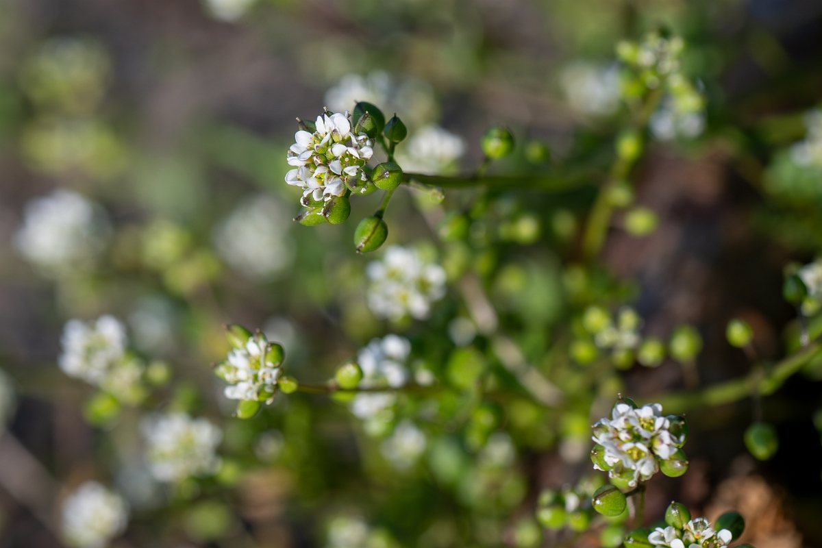David Plant Photography - Wildlife Photography - Common scurvy-grass - M.jpg - Common scurvy-grass - Suffolk