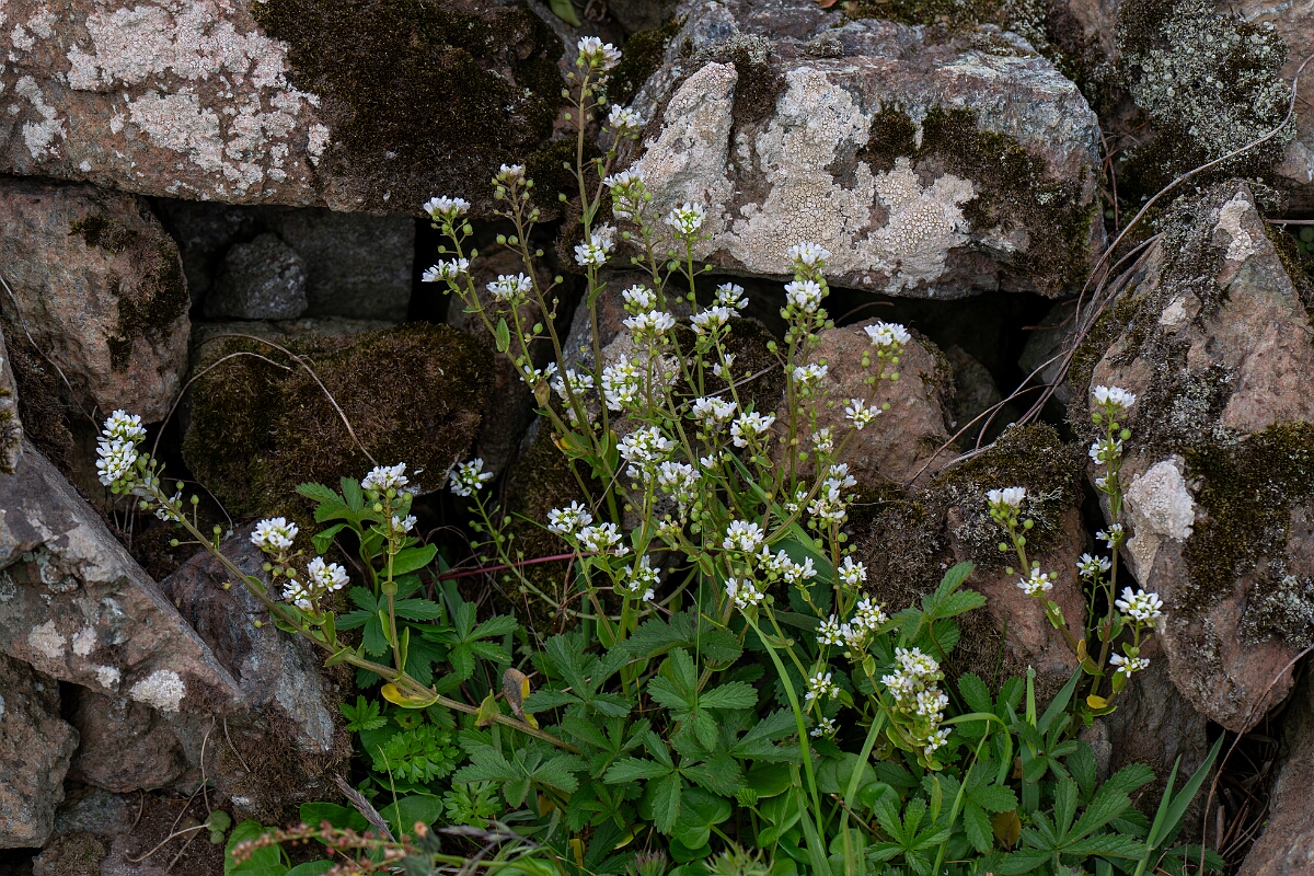 David Plant Photography - Wildlife Photography - Common scurvy-grass - N.jpg - Common scurvy-grass - Cornwall