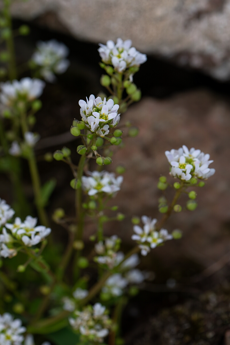 David Plant Photography - Wildlife Photography - Common scurvy-grass - P.jpg - Common scurvy-grass - Cornwall