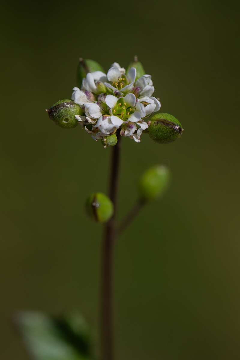 David Plant Photography - Wildlife Photography - Common scurvy-grass - R.jpg - Common scurvy-grass - Norfolk