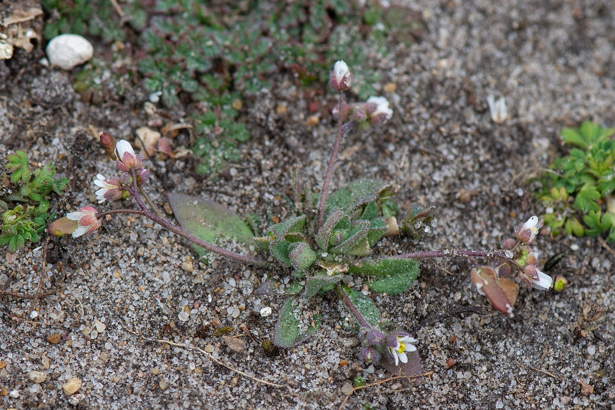 David Plant Photography - Wildlife Photography - Common whitlow-grass - D.JPG - Common whitlowgrass - Norfolk