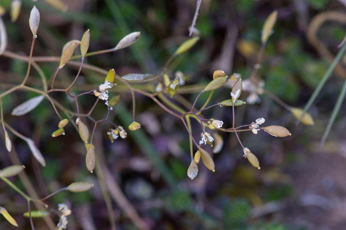 David Plant Photography - Wildlife Photography - Common whitlow-grass - E.JPG - Common whitlowgrass flowers and seeds - Suffolk