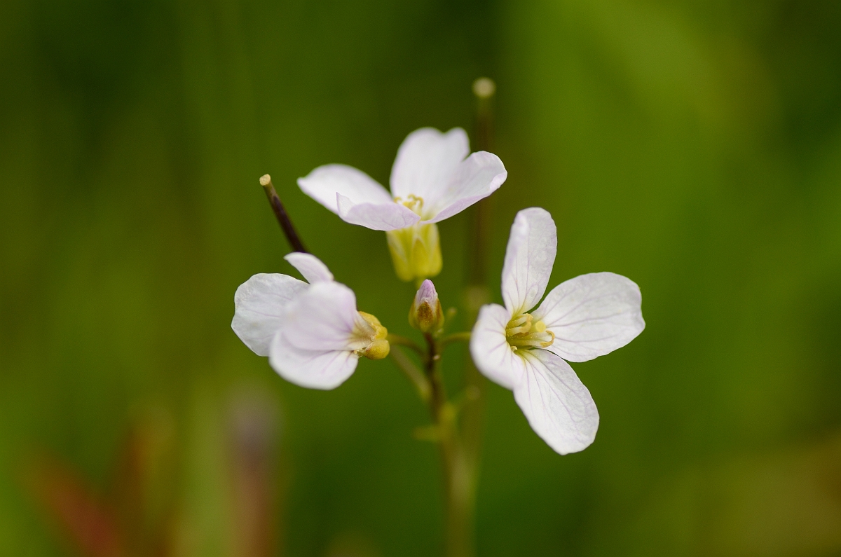 David Plant Photography - Wildlife Photography - Cuckooflower - B.jpg - Cuckooflower - Norfolk