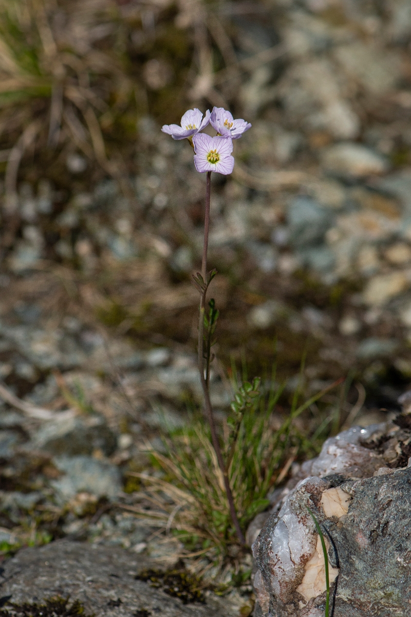 David Plant Photography - Wildlife Photography - Cuckooflower - E.JPG - Cuckoo flower - Perthshire