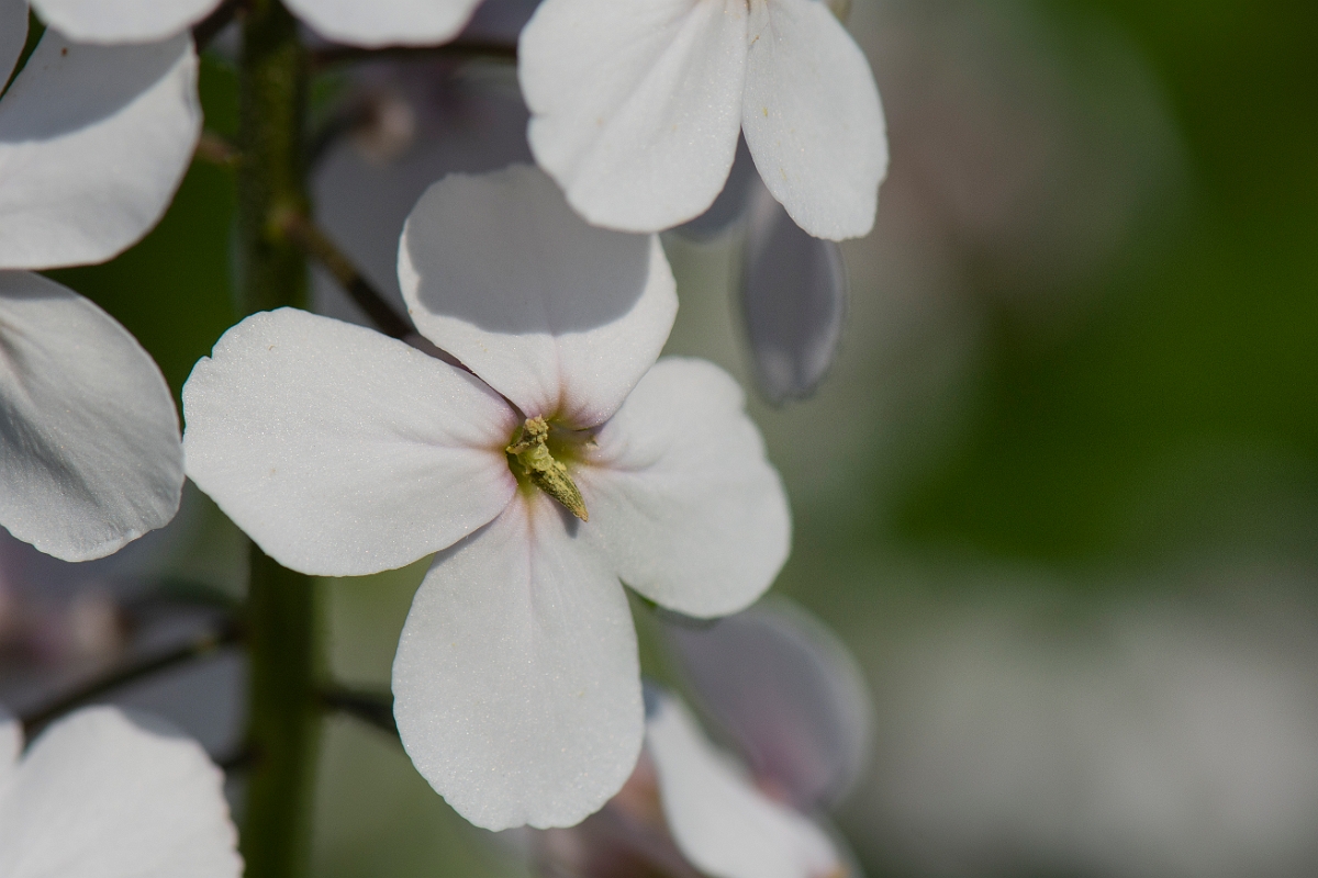 David Plant Photography - Wildlife Photography - Dame's-violet - B.JPG - Dame's-violet flower - Northamptonshire