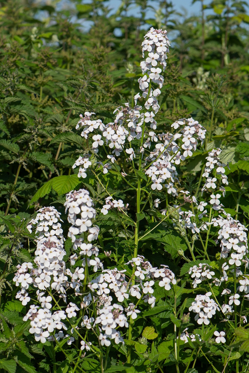 David Plant Photography - Wildlife Photography - Dame's-violet - D.JPG - Dame's-violet - Northamptonshire