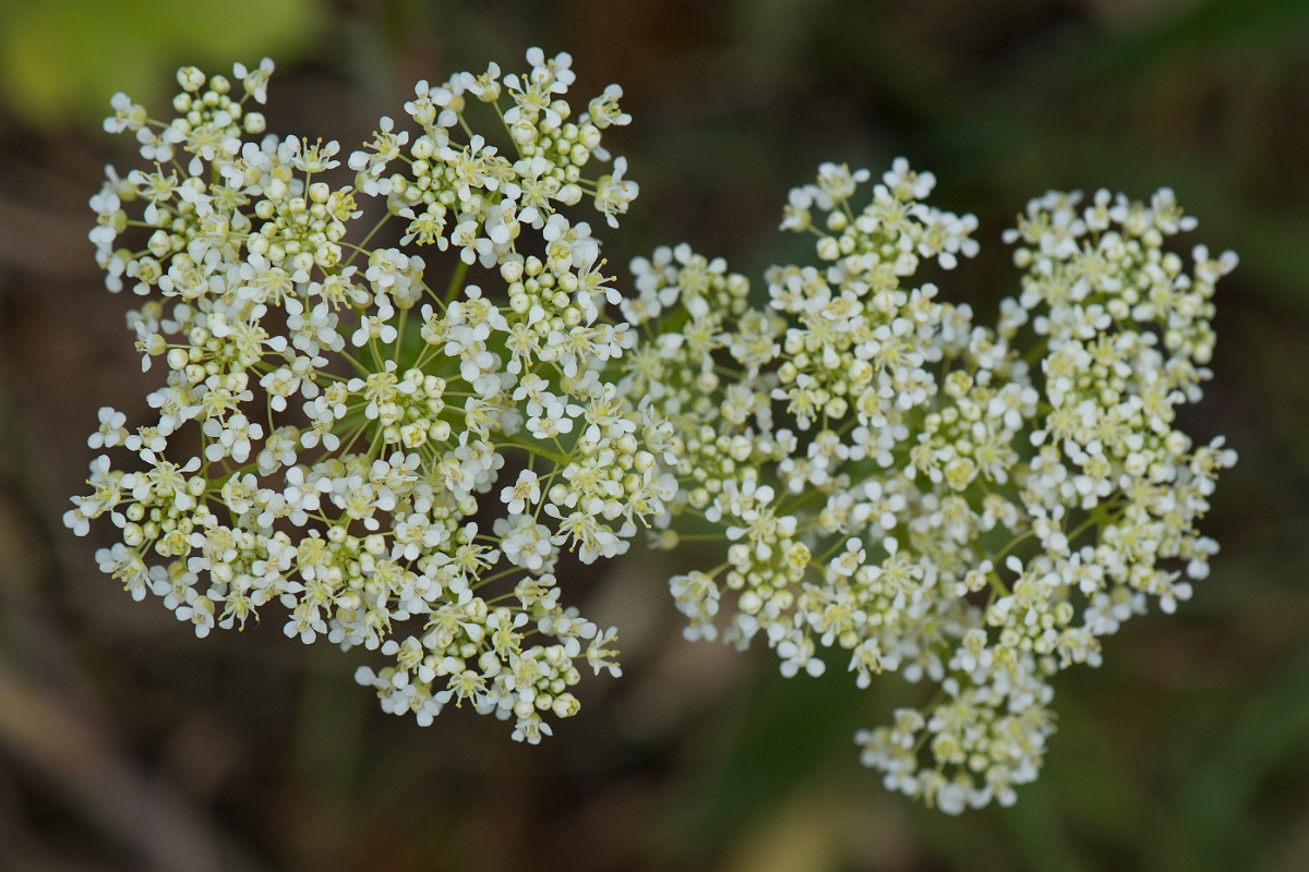 David Plant Photography - Wildlife Photography - Field pennycress - F.jpg - Hoary cress - Kent