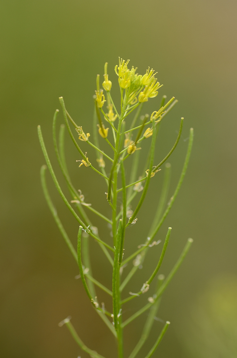 David Plant Photography - Wildlife Photography - Flixweed - A.jpg - Flixweed - Norfolk