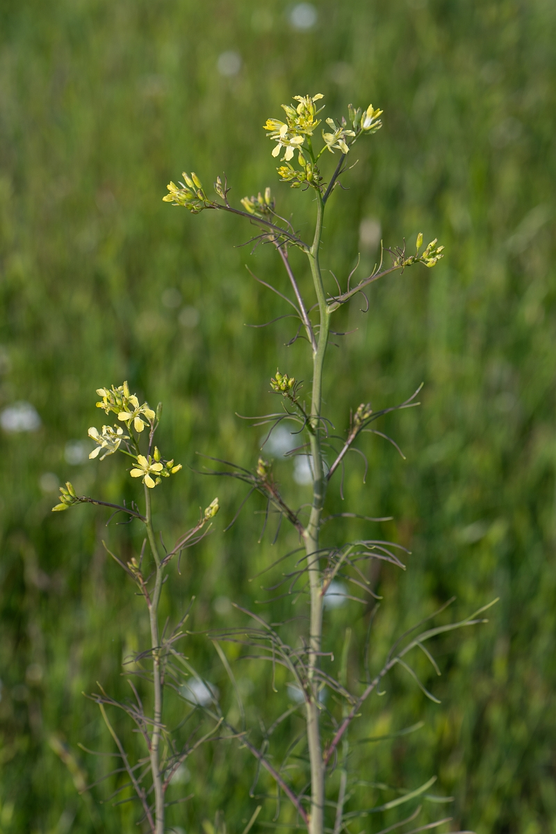 David Plant Photography - Wildlife Photography - Flixweed - G.jpg - Flixweed - Suffolk