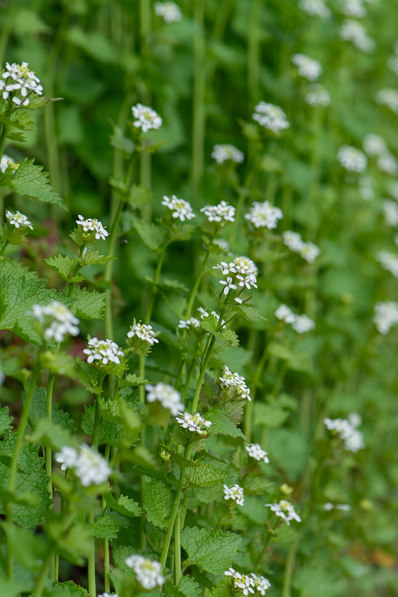 David Plant Photography - Wildlife Photography - Garlic mustard - G.jpg - Garlic mustard - Gloucestershire