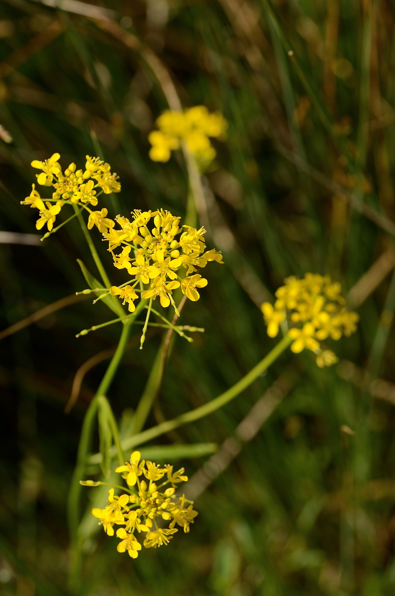 David Plant Photography - Wildlife Photography - Great yellow-cress - A.jpg - Great yellow-cress - Norfolk