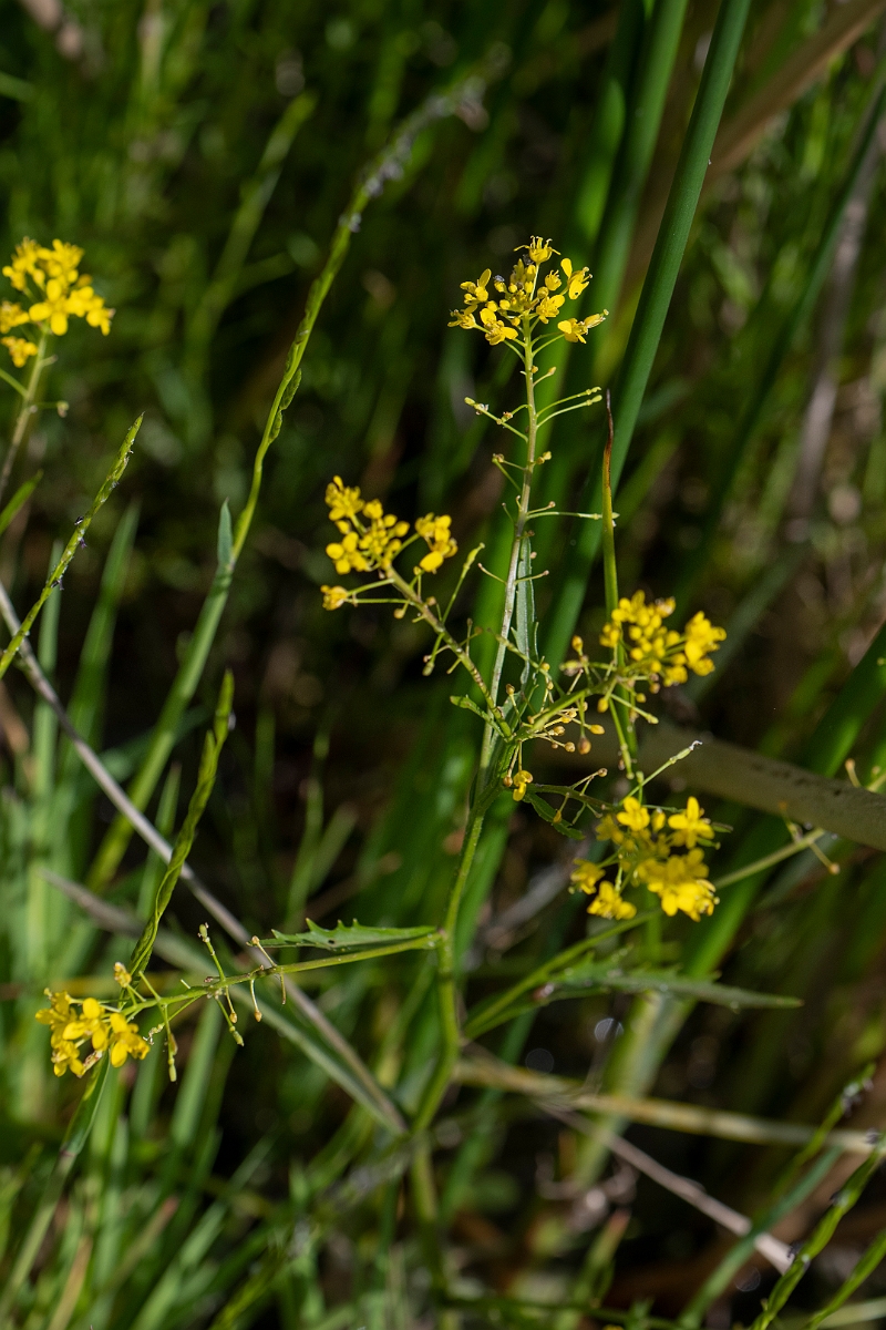 David Plant Photography - Wildlife Photography - Great yellow-cress - C.JPG - Great yellow-cress - Norfolk