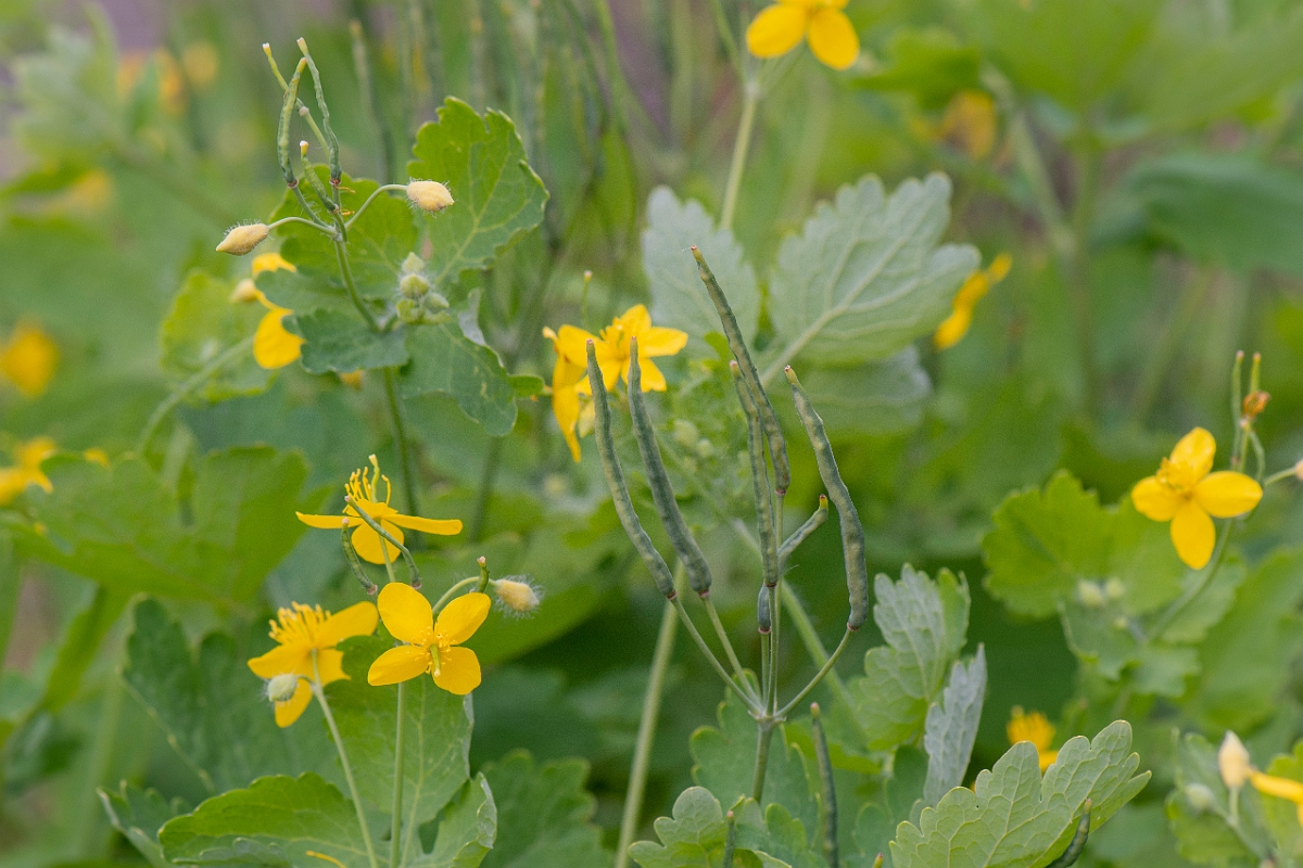 David Plant Photography - Wildlife Photography - Greater celandine - B.JPG - Greater celandine - Suffolk