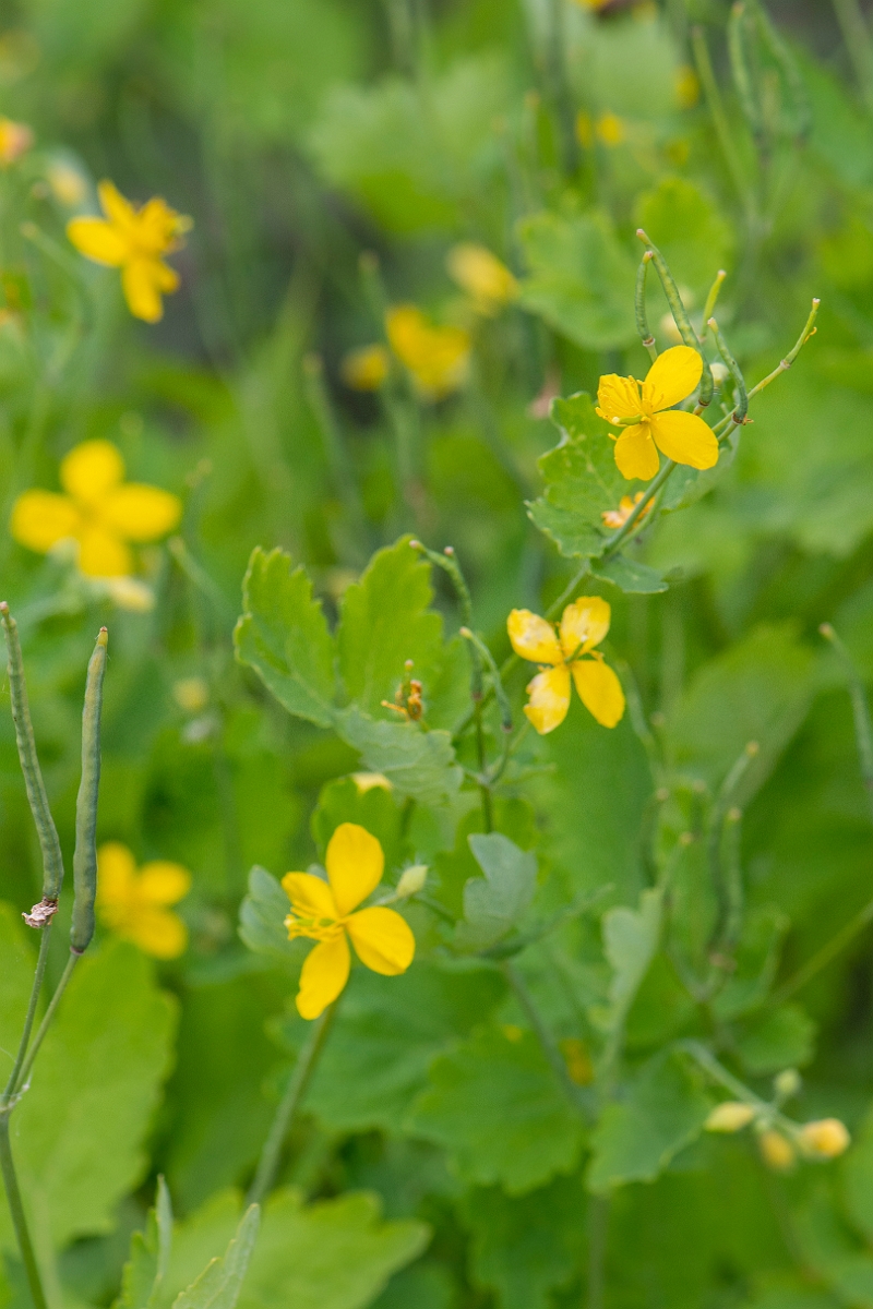 David Plant Photography - Wildlife Photography - Greater celandine - C.JPG - Greater celandine - Suffolk