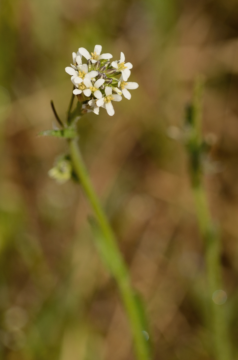 David Plant Photography - Wildlife Photography - Hairy rock-cress - A.jpg - Hairy rock-cress flowers - Suffolk