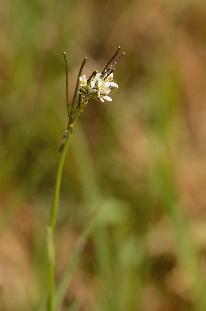 David Plant Photography - Wildlife Photography - Hairy rock-cress - B.jpg - Hairy rock-cress flowers and seed pods - Suffolk