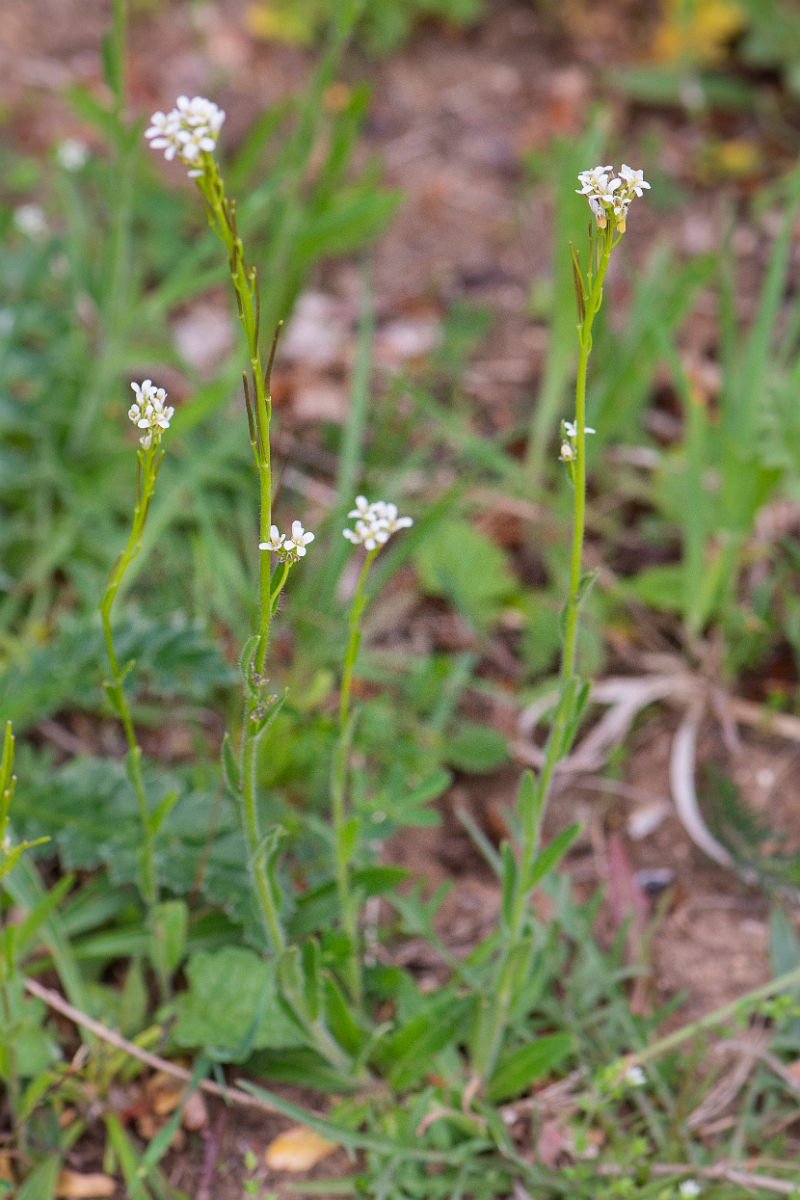 David Plant Photography - Wildlife Photography - Hairy rock-cress - F.JPG - Hairy rockcress - Suffolk