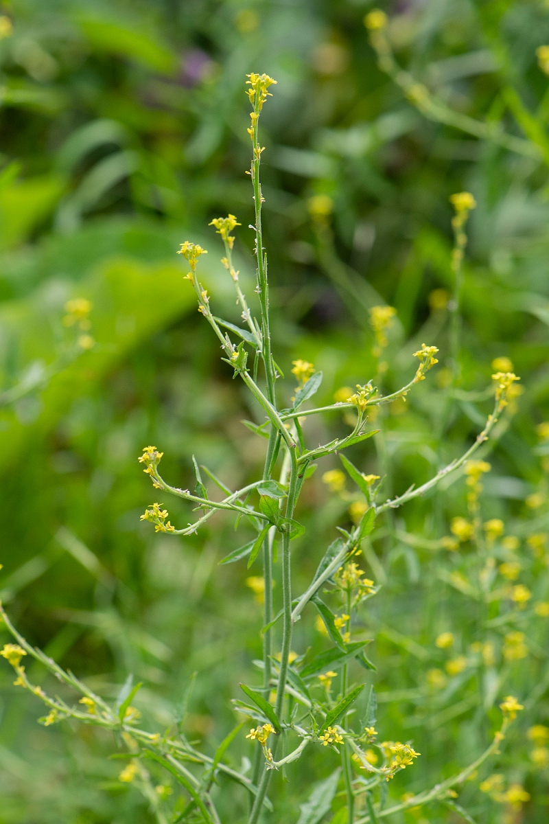 David Plant Photography - Wildlife Photography - Hedge mustard - C.JPG - Hedge mustard plant - Cambridgeshire