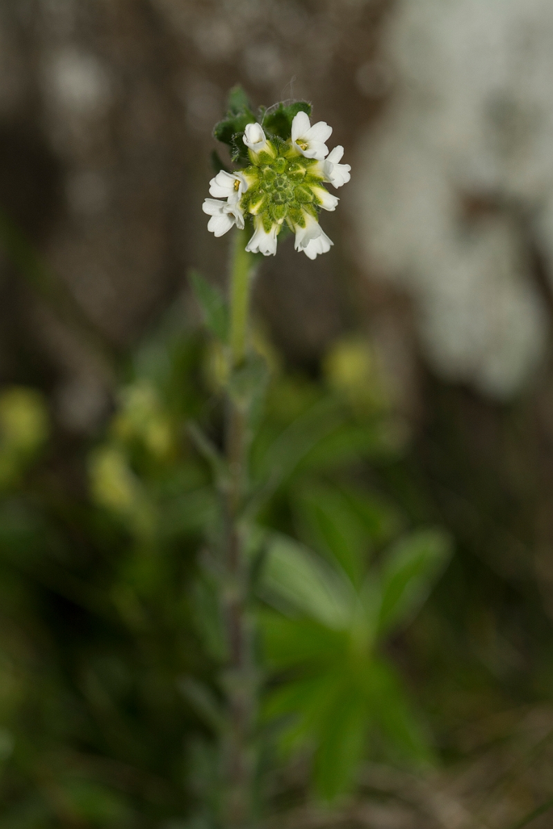 David Plant Photography - Wildlife Photography - Hoary whitlow-grass - A.jpg - Hoary whitlowgrass - Perthshire