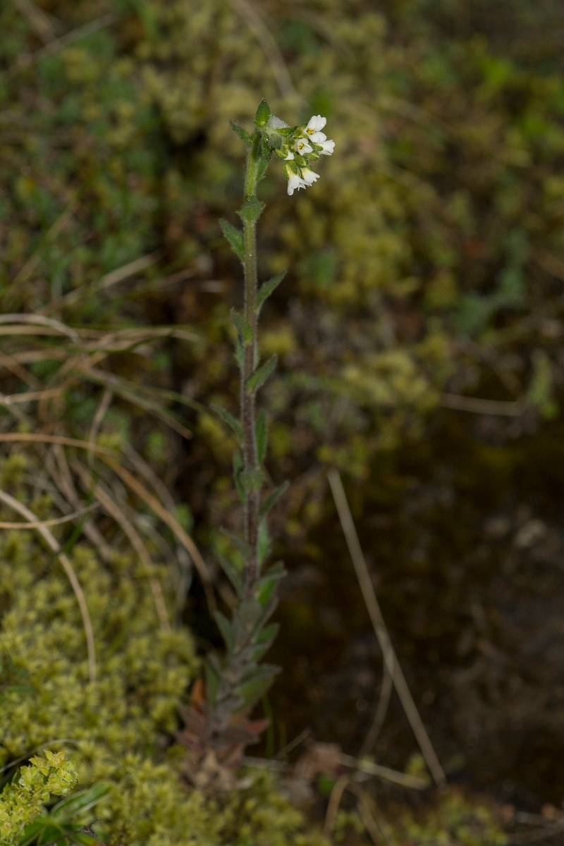 David Plant Photography - Wildlife Photography - Hoary whitlow-grass - B.jpg - Hoary whitlowgrass - Perthshire