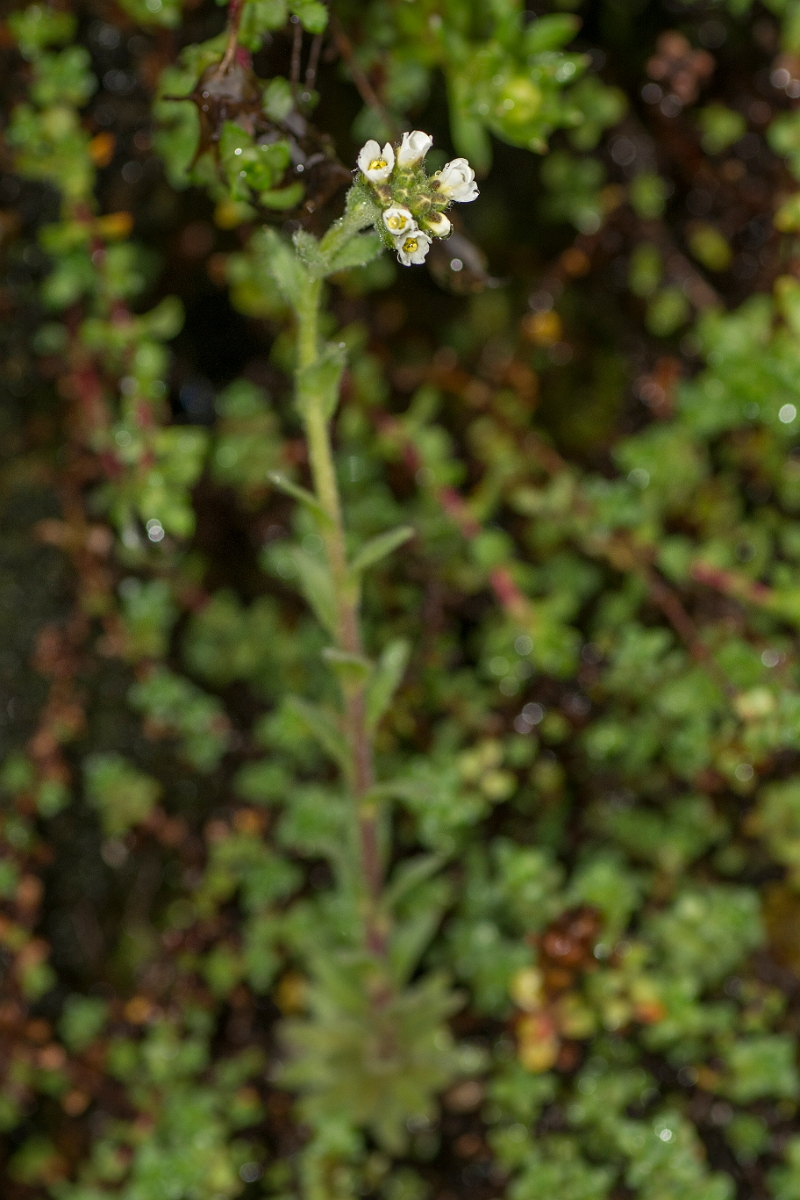 David Plant Photography - Wildlife Photography - Hoary whitlow-grass - D.jpg - Hoary whitlowgrass - Perthshire