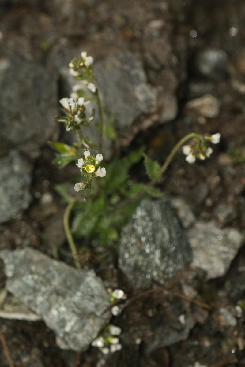 David Plant Photography - Wildlife Photography - Hoary whitlow-grass - E.jpg - Hoary whitlowgrass - Perthshire