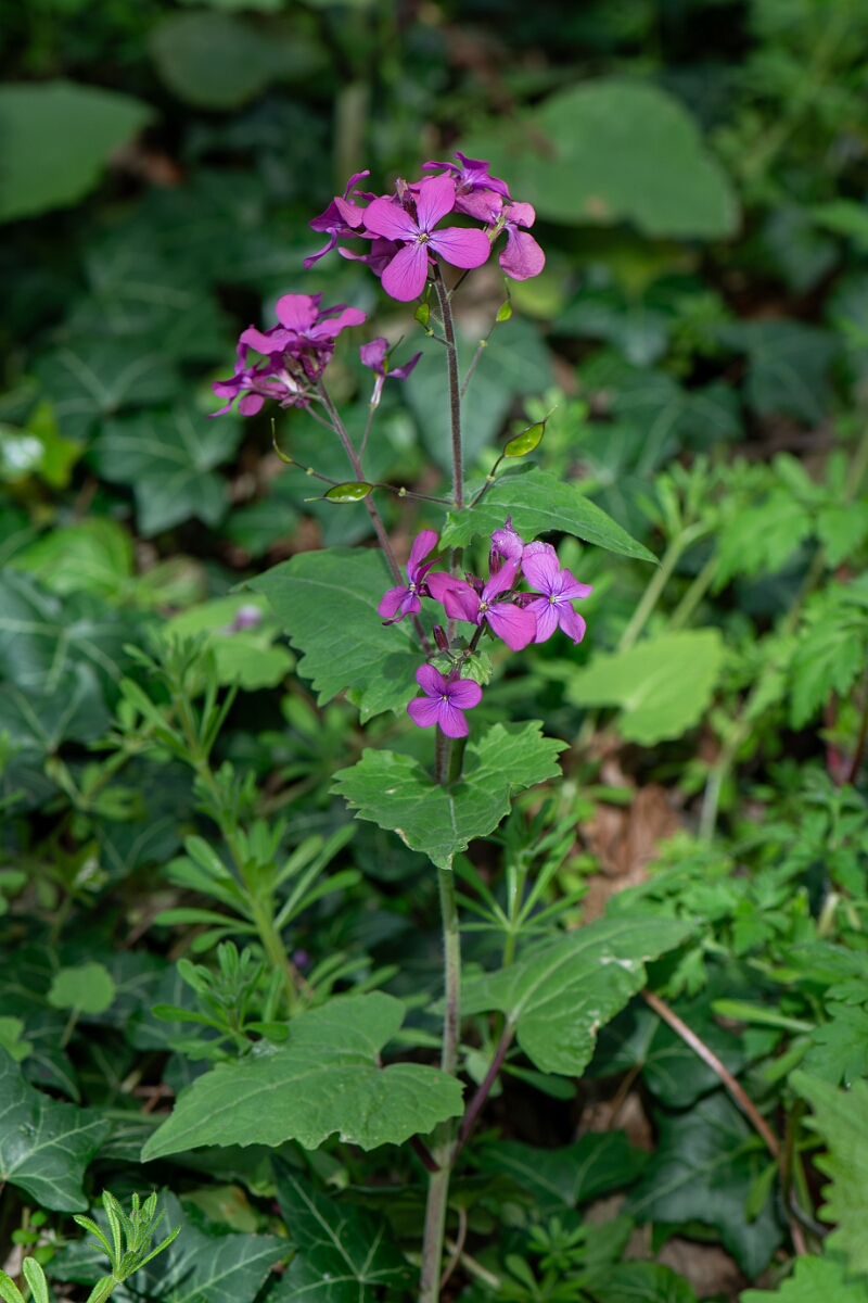 David Plant Photography - Wildlife Photography - Honesty - C.jpg - Honesty - Gloucestershire