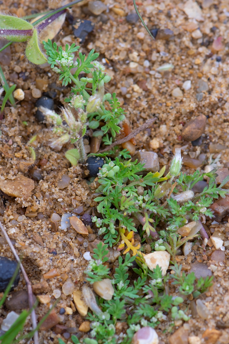 David Plant Photography - Wildlife Photography - Lesser swine-cress - A.jpg - Lesser swine-cress - Kent