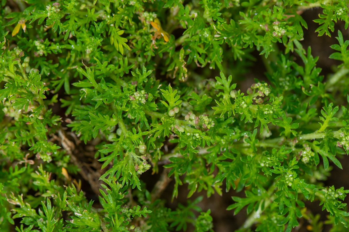David Plant Photography - Wildlife Photography - Lesser swine-cress - B.JPG - Lesser swine-cress - Suffolk