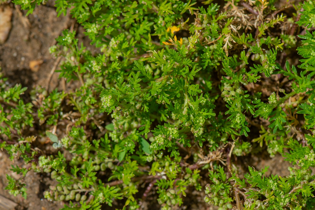 David Plant Photography - Wildlife Photography - Lesser swine-cress - C.JPG - Lesser swine-cress - Suffolk