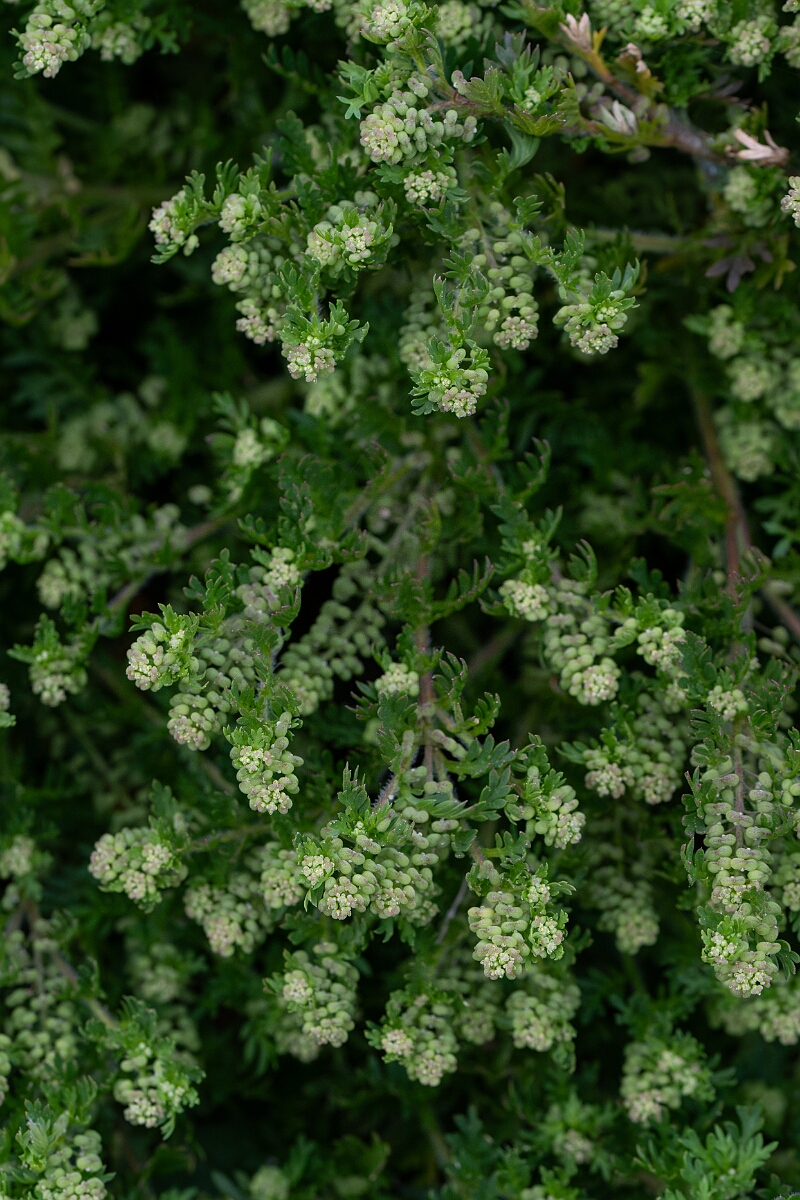 David Plant Photography - Wildlife Photography - Lesser swine-cress - E.jpg - Lesser swine-cress - Cornwall