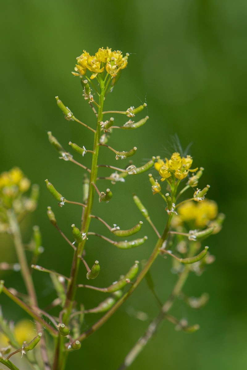 David Plant Photography - Wildlife Photography - Marsh yellow-cress - A.JPG - Marsh yellow-cress - Oxfordshire