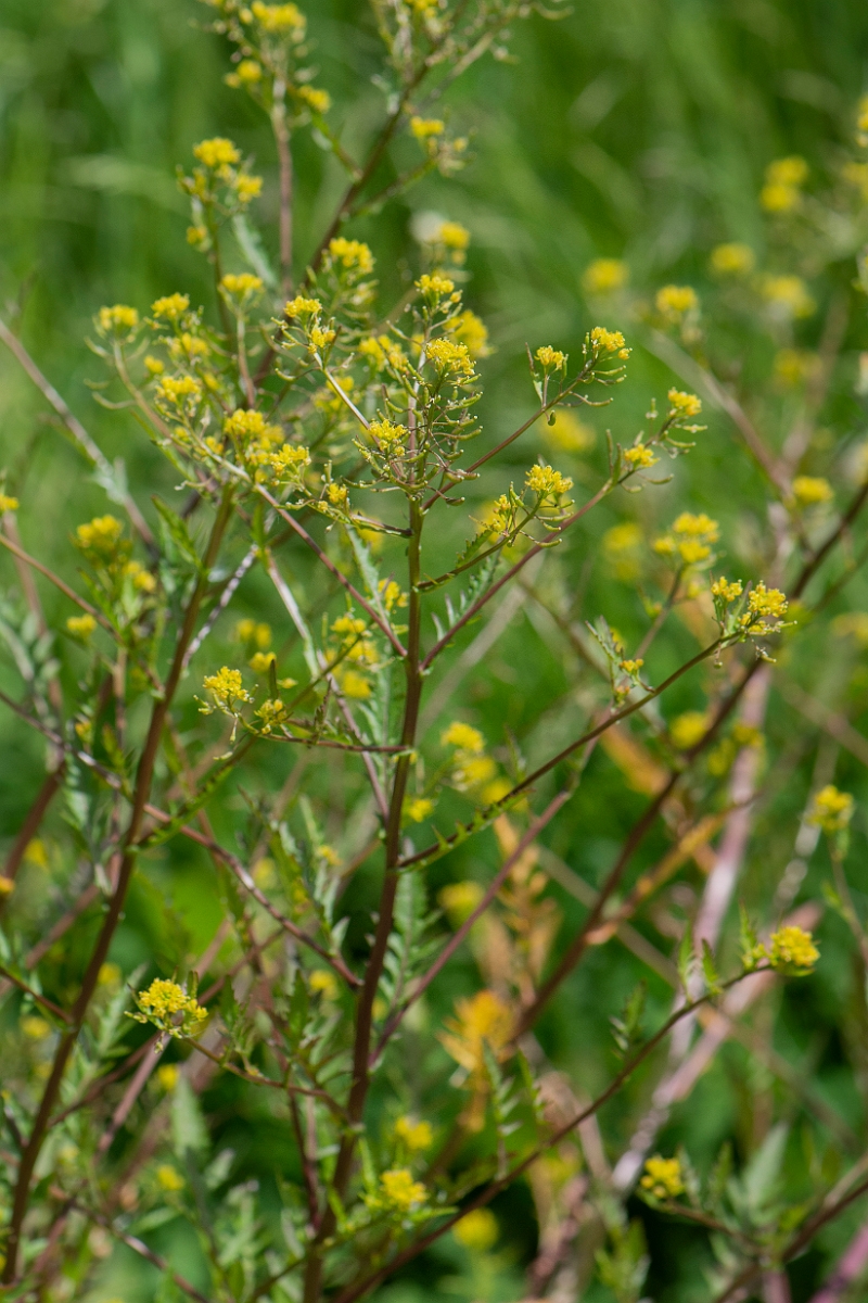 David Plant Photography - Wildlife Photography - Marsh yellow-cress - B.JPG - Marsh yellow-cress - Oxfordshire