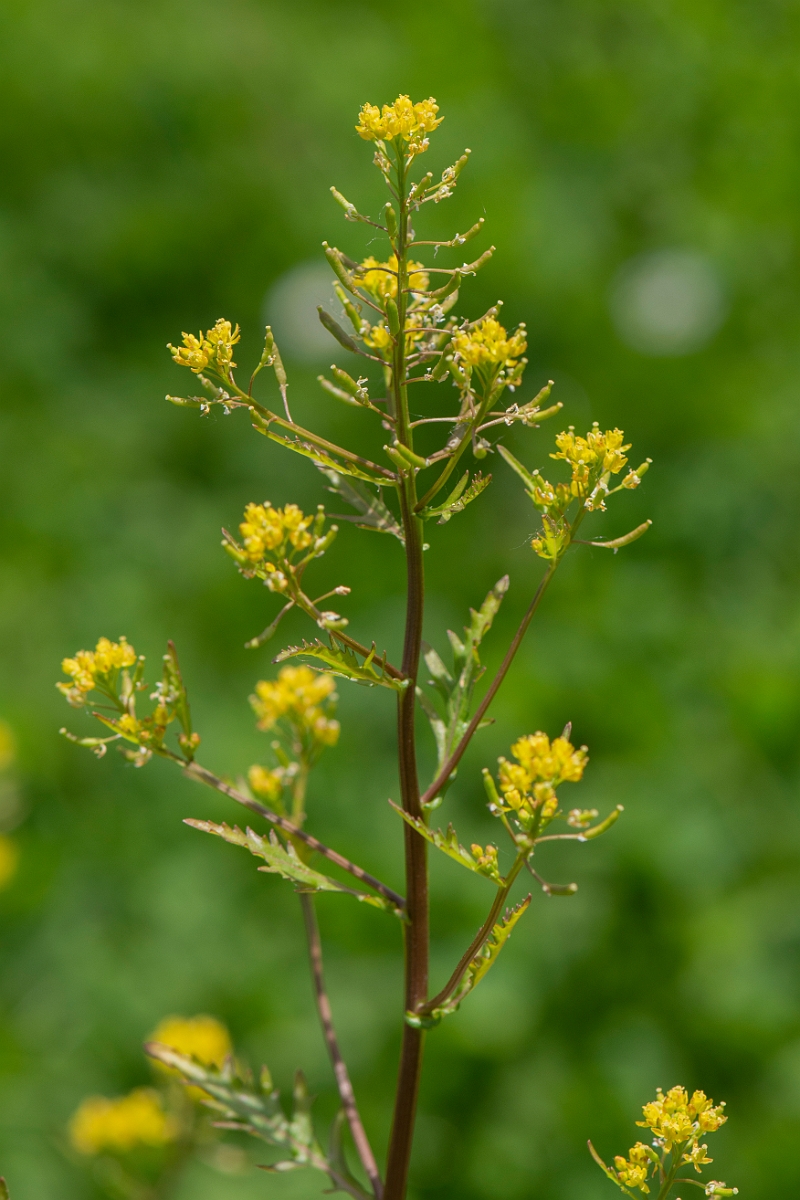 David Plant Photography - Wildlife Photography - Marsh yellow-cress - C.JPG - Marsh yellow-cress - Oxfordshire