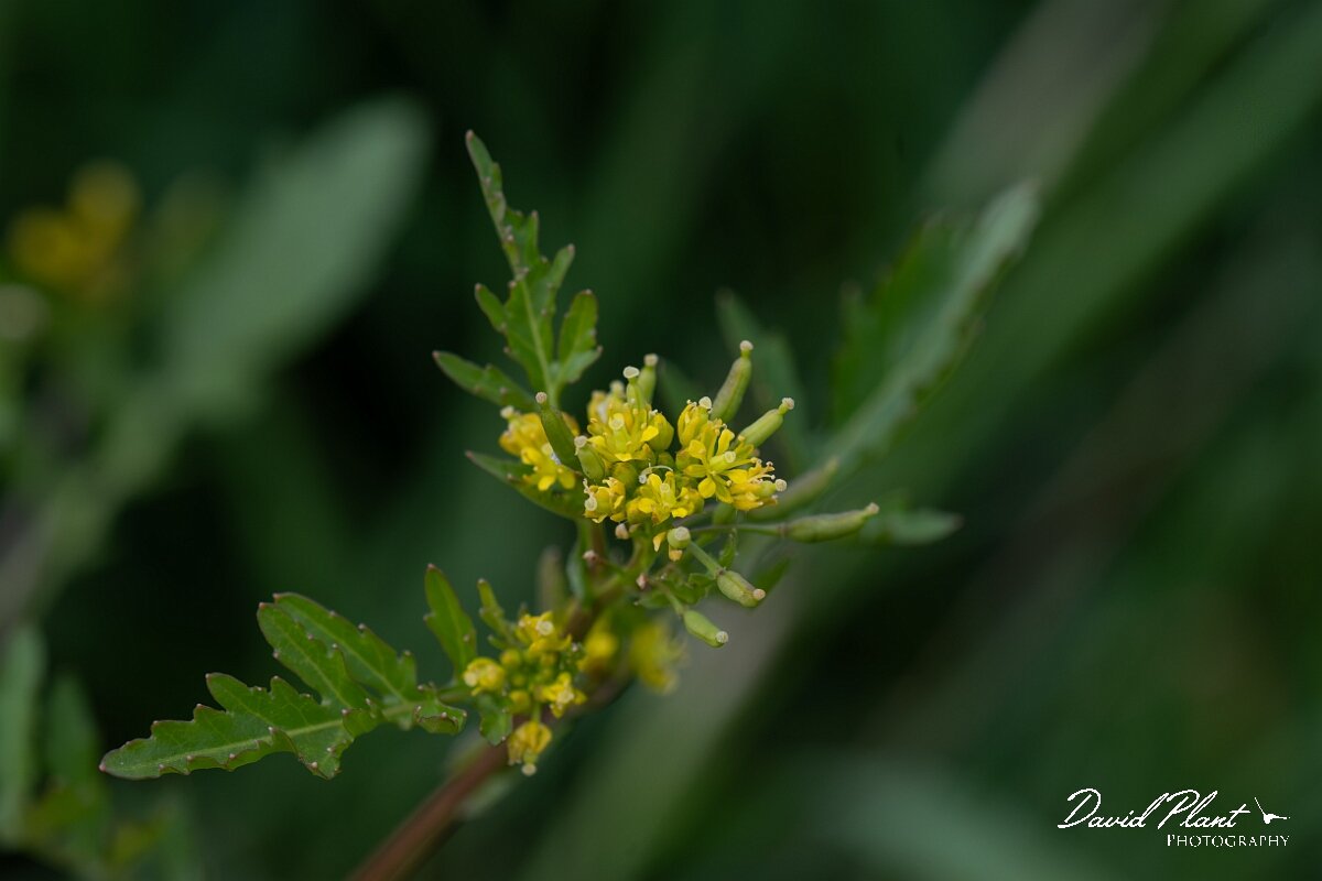 David Plant Photography - Wildlife Photography - Marsh yellow-cress - E.jpg - Marsh yellow-cress, Rorippa palustris - Gloucestershire
