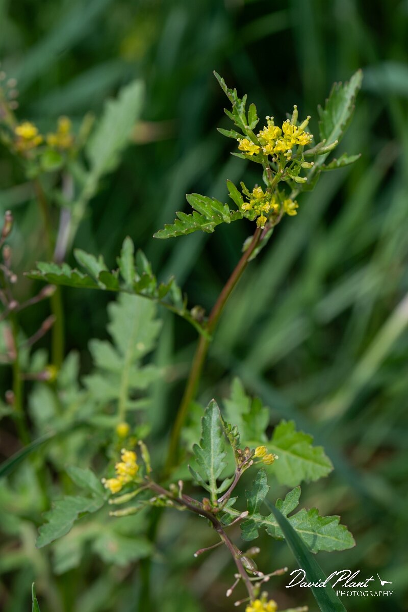 David Plant Photography - Wildlife Photography - Marsh yellow-cress - G.jpg - Marsh yellow-cress, Rorippa palustris - Gloucestershire