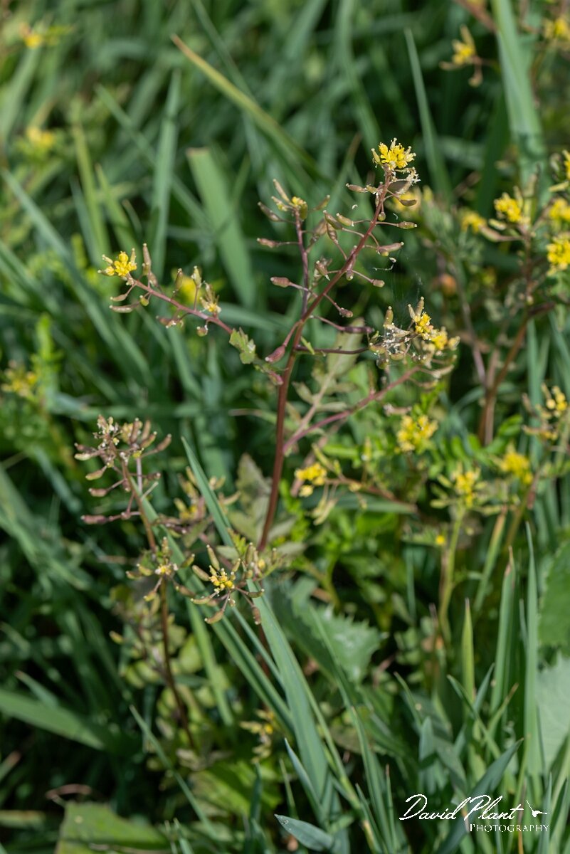 David Plant Photography - Wildlife Photography - Marsh yellow-cress - H.jpg - Marsh yellow-cress, Rorippa palustris - Gloucestershire