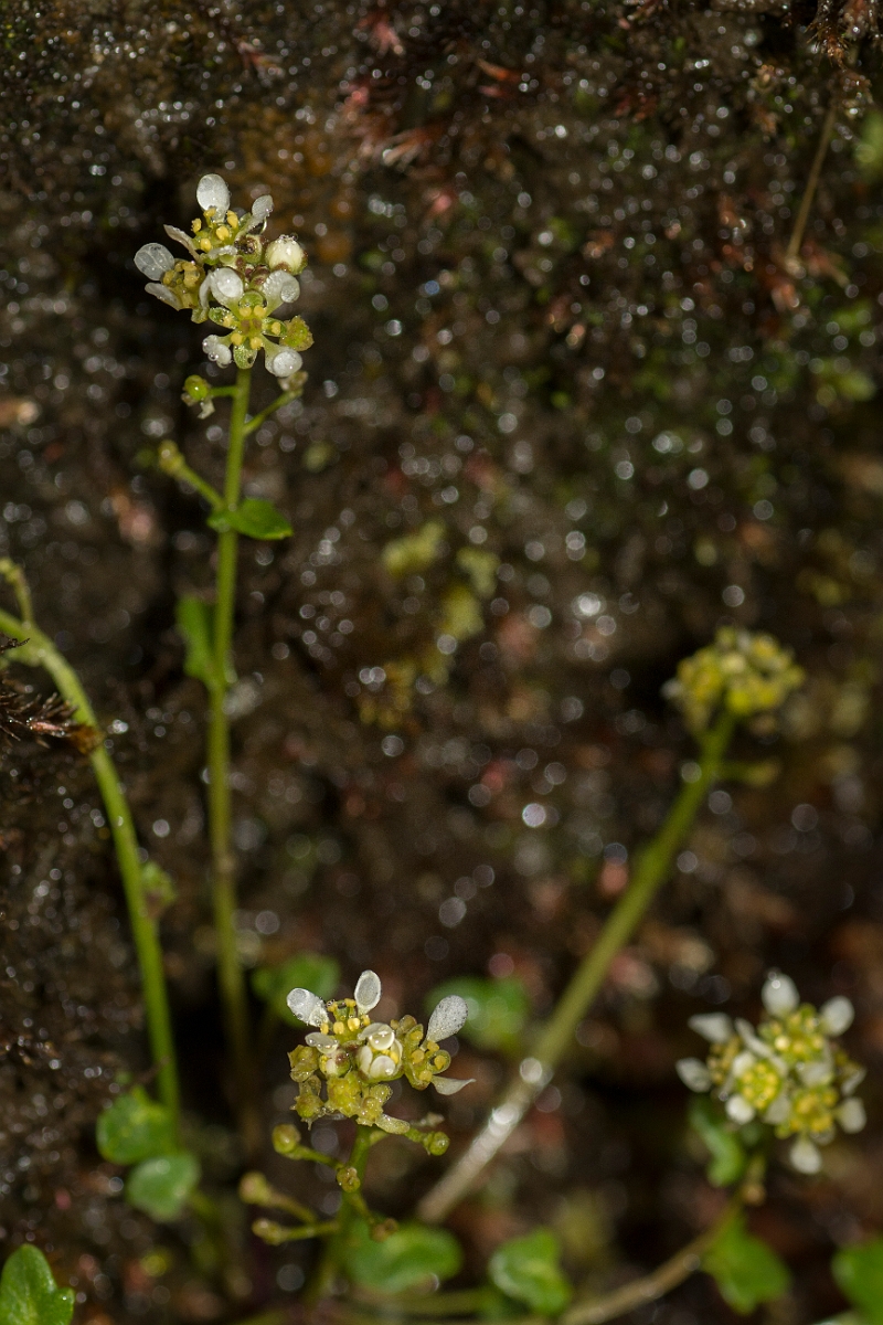 David Plant Photography - Wildlife Photography - Mountain scurvy-grass - A.jpg - Mountain scurvy-grass - Perthshire