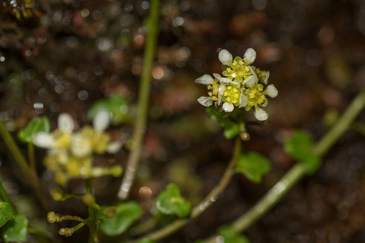 David Plant Photography - Wildlife Photography - Mountain scurvy-grass - B.jpg - Mountain scurvy-grass - Perthshire
