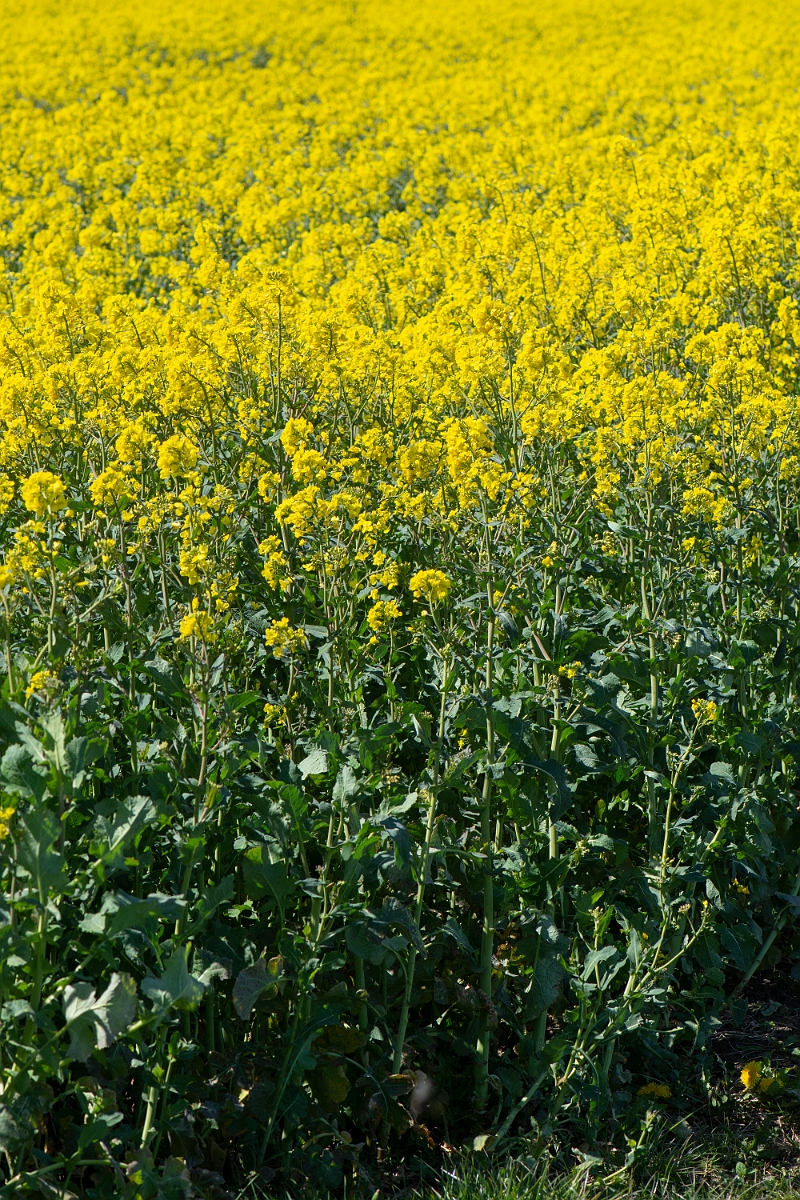 David Plant Photography - Wildlife Photography - Oilseed rape - B.JPG - Oilseed rape - Cambridgeshire