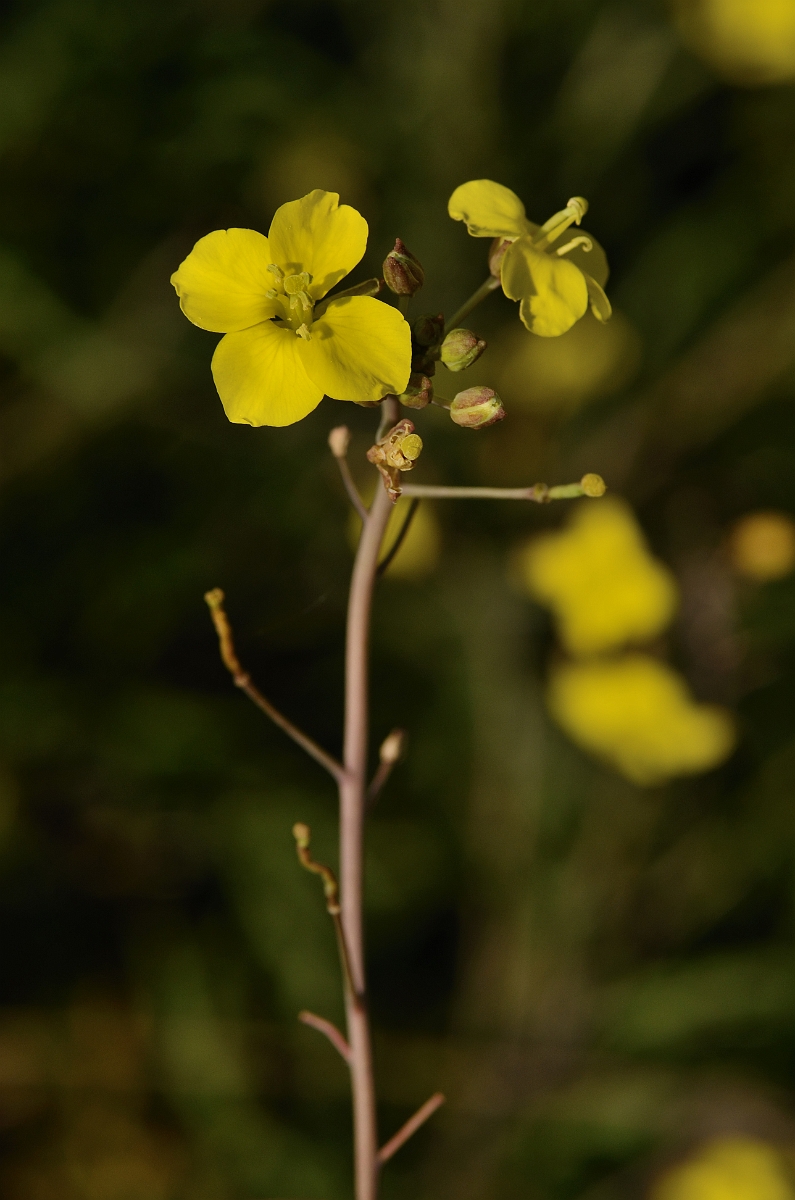 David Plant Photography - Wildlife Photography - Perennial wall rocket - A.jpg - Perennial wall rocket flowers - Essex