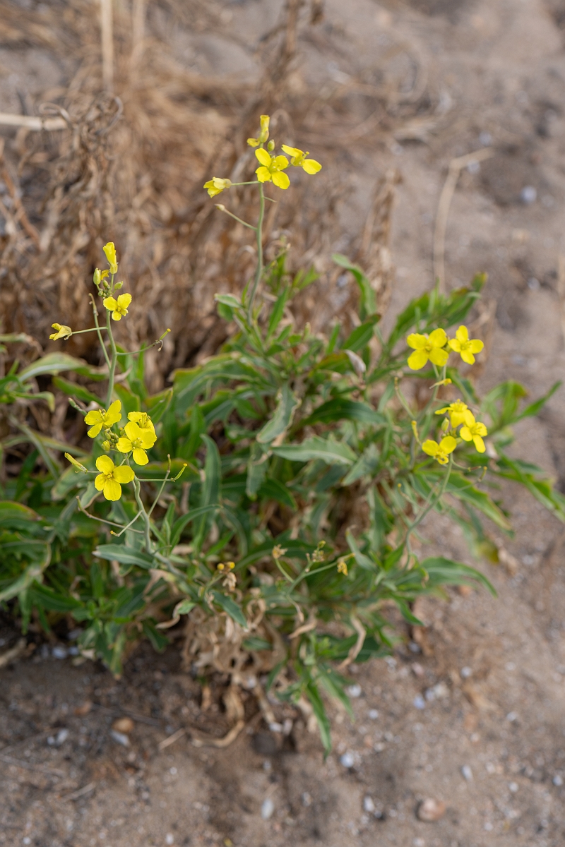 David Plant Photography - Wildlife Photography - Perennial wall rocket - D.jpg - Perennial wall rocket - Kent