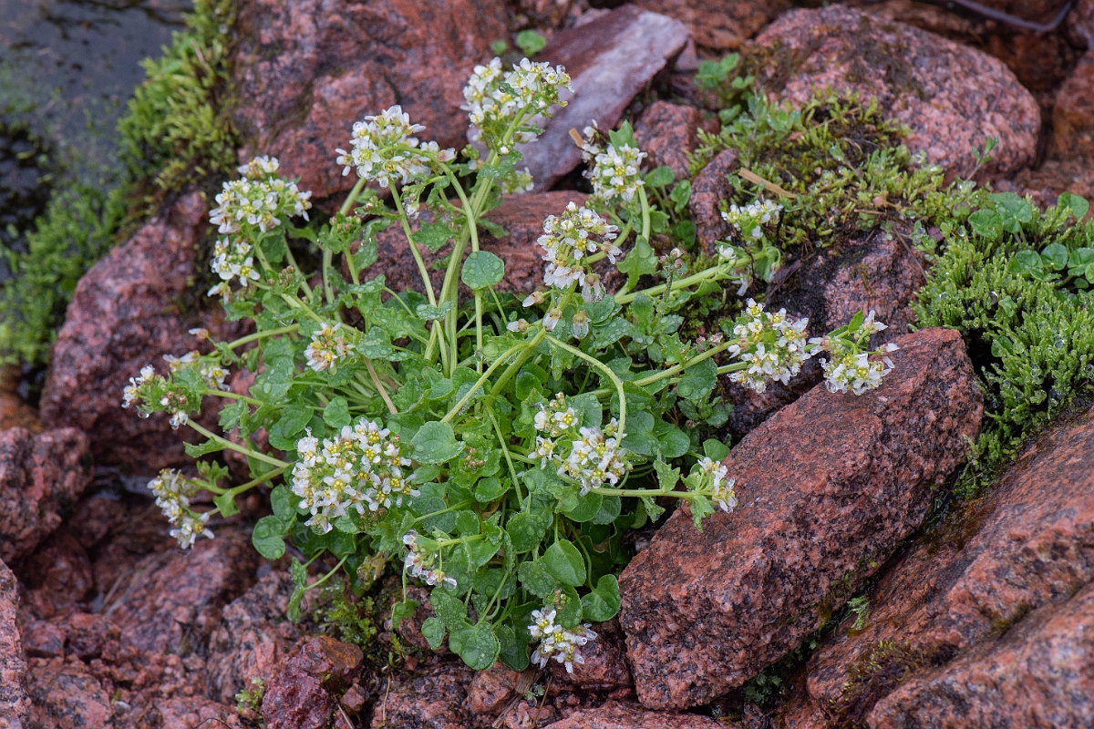 David Plant Photography - Wildlife Photography - Pyrenean scurvygrass - A.JPG - Pyrenean scurvy-grass - Cairngorms