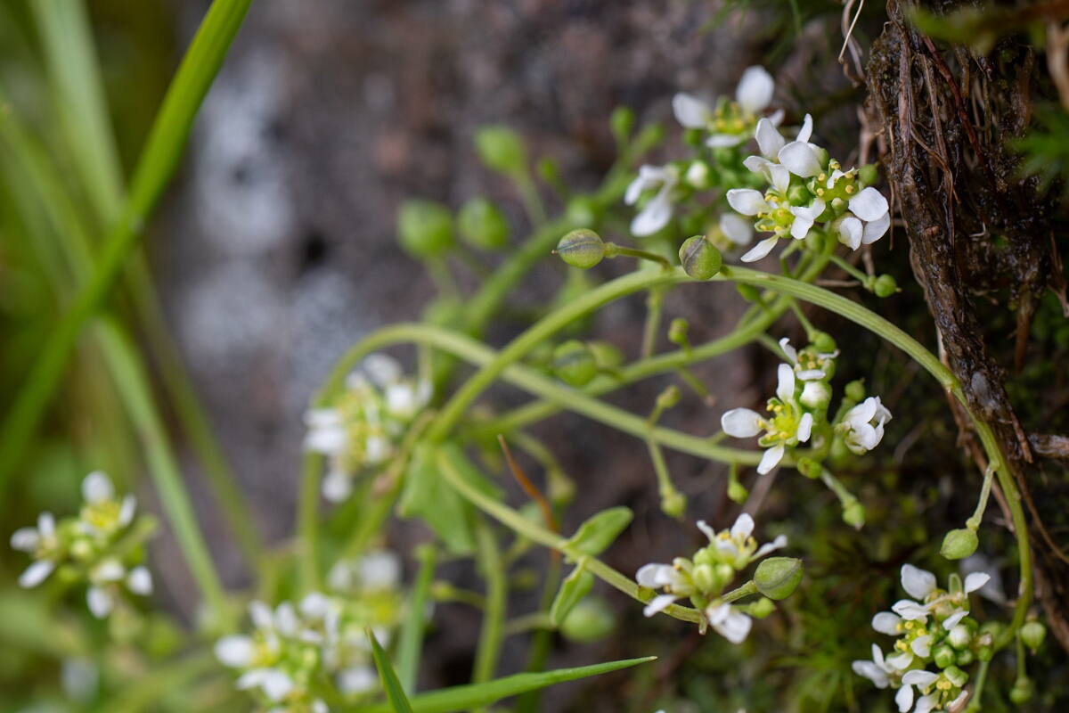 David Plant Photography - Wildlife Photography - Pyrenean scurvygrass - B.jpg - Pyrenean scurvy-grass - Cairngorms