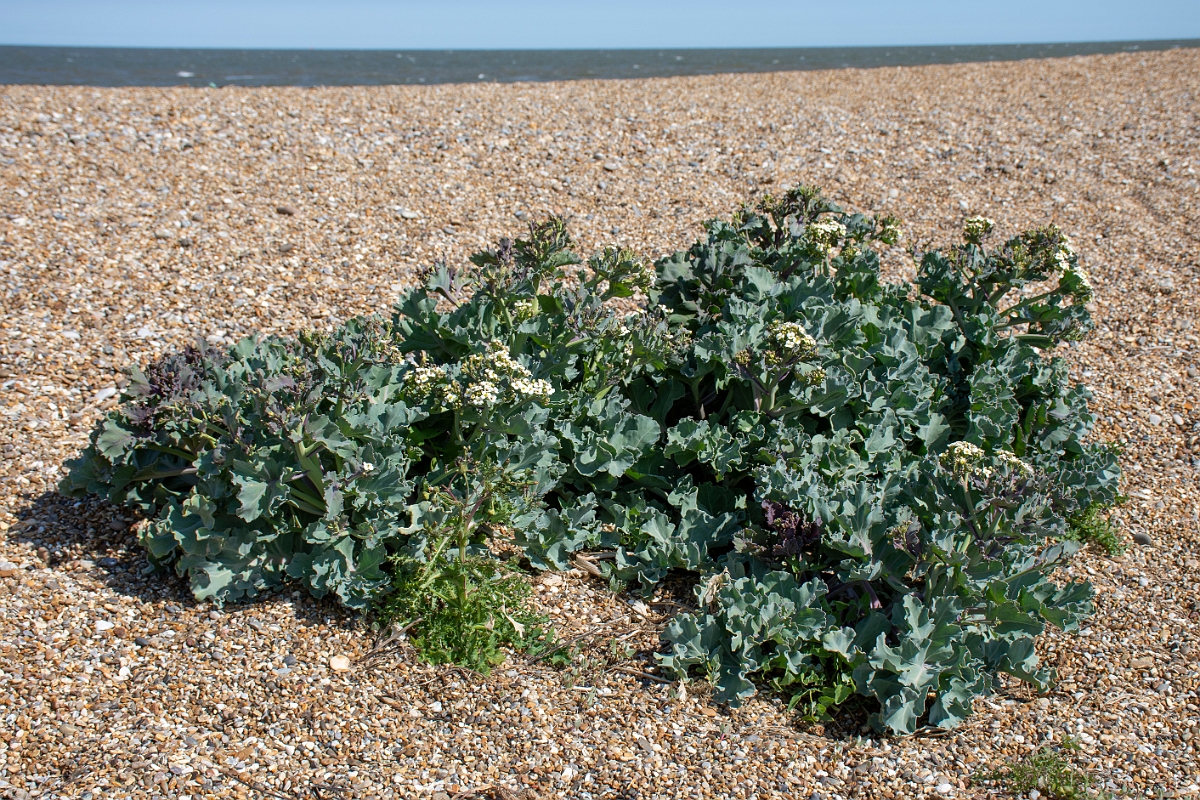 David Plant Photography - Wildlife Photography - Sea kale - A.JPG - Sea kale plant - Suffolk