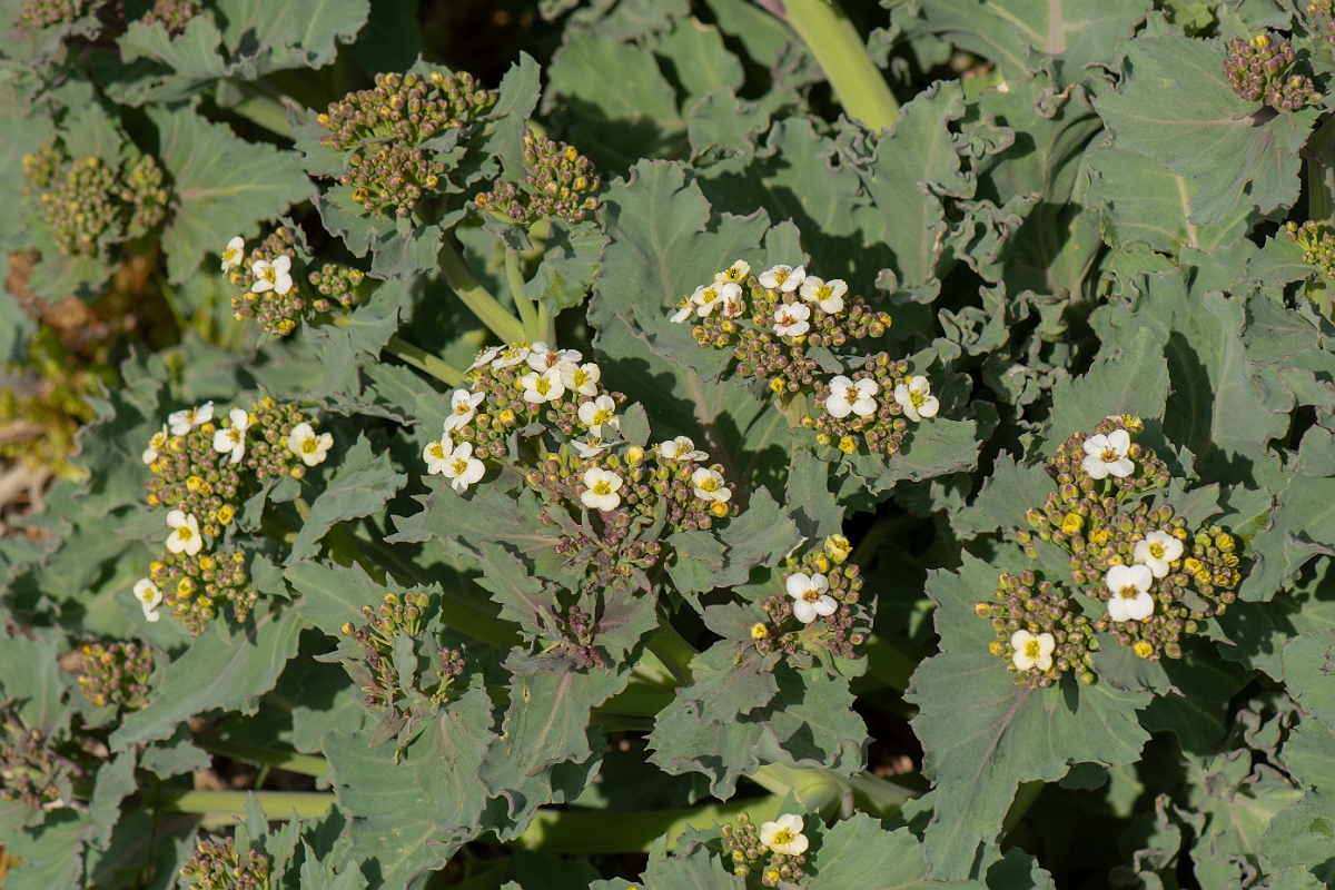 David Plant Photography - Wildlife Photography - Sea kale - D.JPG - Sea kale flowers - Suffolk