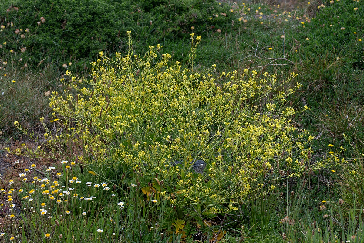 David Plant Photography - Wildlife Photography - Sea radish - A.jpg - Sea radish - Cornwall
