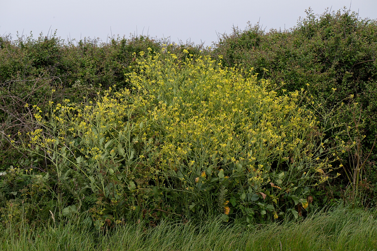 David Plant Photography - Wildlife Photography - Sea radish - C.jpg - Sea radish - Cornwall