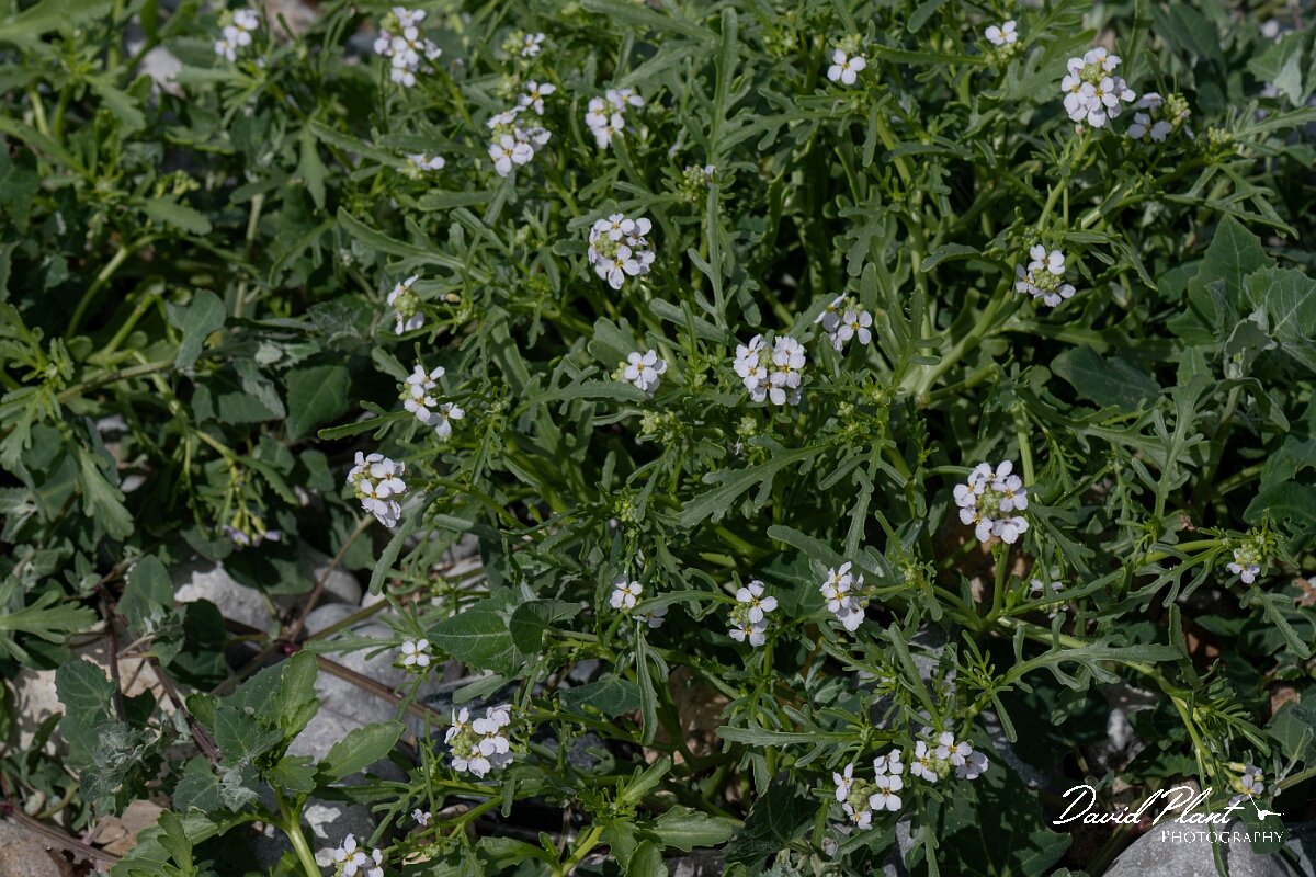 David Plant Photography - Wildlife Photography - Sea rocket - E.jpg - Sea rocket, Cakile maritima - Conwy